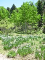 San Pedro Parks Iris